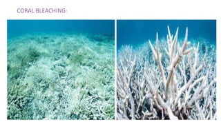 CORAL BLEACHING:
 