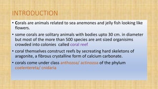 INTRODUCTION
• Corals are animals related to sea anemones and jelly fish looking like
flowers.
• some corals are solitary animals with bodies upto 30 cm. in diameter
but most of the more than 500 species are ant sized organisims
crowded into colonies called coral reef.
• coral themselves construct reefs by secreating hard skeletons of
aragonite, a fibrous crystalline form of calcium carbonate.
• corals come under class anthozoa/ actinozoa of the phylum
coelentereta/ cnidaria
 