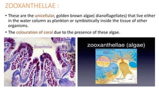 ZOOXANTHELLAE :
• These are the unicellular, golden brown algae( dianoflagellates) that live either
in the water column as plankton or symbiotically inside the tissue of other
organisms.
• The colouration of coral due to the presence of these algae.
 