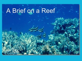 A Brief on a Reef 