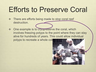Efforts to Preserve Coral
 There are efforts being made to stop coral reef
destruction.
 One example is to cryopreserve the coral, which
involves freezing polyps to the point where they can stay
alive for hundreds of years. This could allow individual
polyps to recreate a whole colony in the future.
 