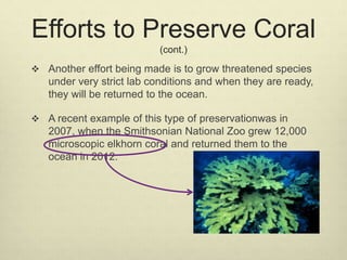  Another effort being made is to grow threatened species
under very strict lab conditions and when they are ready,
they will be returned to the ocean.
 A recent example of this type of preservationwas in
2007, when the Smithsonian National Zoo grew 12,000
microscopic elkhorn coral and returned them to the
ocean in 2012.
Efforts to Preserve Coral
(cont.)
 