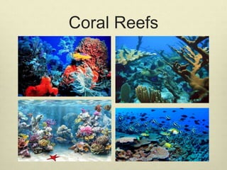 Coral Reefs
 