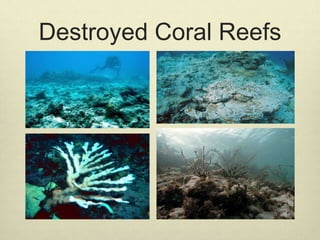 Destroyed Coral Reefs
 