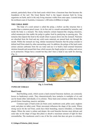4 | College of Fisheries, (JAU), Veraval
animals, particularly those of the hard corals which form a limestone base that becomes the
foundation of the reef. The Great Barrier Reef is the largest structure built by living
organisms on Earth, and it is the only living structure visible from outer space. Located along
the northeast coast of Australia, it measures 1,240 miles (2,000km) in length.
THE CORAL BODY
The body of a coral animal is called the polyp, a hollow sac-like structure that is
smaller than a common pencil eraser. At its free end is a mouth surrounded by tentacles, and
inside the body is a stomach. The sticky tentacles contain harpoon-like stinging structures,
called nematocysts that enable the polyp to gather food by paralyzing its passing prey. The
tentacles then deposit the food in the mouth where it passes down into the stomach. Nutrients
are absorbed from the food and any solid waste materials are passed back out through the
mouth. Within the stomach are long, tubular mesenterial filaments that the polyp extends to
defend itself from attack by other encroaching coral. In addition, the polyps of the hard corals
extract calcium carbonate from the sea water and use it to build a hard external limestone
skeleton beneath and around their base which secures the fragile polyp to a surface and serves
as its protection. Polyps have a mouth but they don’t have a head or any teeth for chewing
(Fig. 1).
Fig. 1. Coral body
TYPES OF CORALS
Hard Corals
Reef-building corals, which secrete a hard external limestone skeleton, are commonly
known as hard(stony) corals. They characteristically have tentacles in multiples of six and
can be found either individually or in colonies. These hard coral colonies exhibit three basic
growth forms: branching, massive, and plate.
Common types of hard corals are brain coral, mushroom coral, pillar coral, staghorn
coral, and plate (or table) coral. Water movement influences the shape of the corals. Where
strong waves hit the reef front, corals have thick branching, massive (boulder), or flattened
shapes. Where the water is calmer and deeper, the coral branches become more delicate and
some take on the shape of large thin plates to absorb a maximum amount of light for their
zooxanthellae. The mushroom coral is one of the few corals that does not grow in colonies.
 