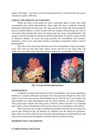 6 | College of Fisheries, (JAU), Veraval
regions. The largest reef in the world, the Great Barrier Reef, is located off the east coast of
Australia and spans 1,200 miles.
CORALS AND THEIR PLANT PARTNERS
Within the tissue of the polyp live many microscopic algae or plant cells called
zooxanthellae (also called endosymbionts). These algal cells have a symbiotic (mutually
beneficial) relationship with the coral. The algae provide the polyp with food through the
process of photosynthesis in which the plant cells use sunlight coming through the water to
convert the carbon dioxide and water in the polyp tissue into oxygen and carbohydrates. The
oxygen is used by the polyp for respiration and the carbohydrates are used for energy to build
its limestone skeleton. In return, the polyp provides the zooxanthellae with nutrients,
protection, a place to live, and carbon dioxide, a byproduct of respiration which is vital for
photosynthesis.
The color of the coral comes from the color of the zooxanthellae living in the polyp’s
tissue. This color can vary from white, yellow, brown, and olive to red, green, blue, and
purple. The color of the coral’s limestone skeleton without the zooxanthellae is white (Fig. 4).
Fig. 4. Corals and their plant partners
FOOD SOURCES
In addition to getting food internally from the zooxanthellae, some corals eat plankton.
Plankton are creatures, both plant and animal, that move passively through the water at the
mercy of wind and ocean currents. Most plankton are too small for you to see unaided. The
plant plankton are called phytoplankton and the animal plankton are called zooplankton.
They acquire their nutrients and energy from a different, distant ecosystem. It is estimated
that as much as 60% of the plankton on the reef are eaten by the coral polyps as they drift by.
Most corals feed only at night, extending their tentacles when they are less likely to be
preyed upon. During the day, the tentacles are withdrawn into the skeleton for protection.
Since corals are animals, those that eat only plants (phytoplankton) are called herbivores, and
those that eat only animals (zooplankton and small fishes) are called carnivores.
REPRODUCTION AND GROWTH
 