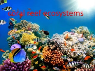 coral reef ecosystems
theguardian.com
 