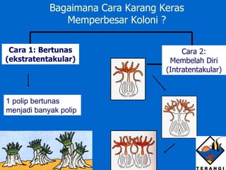 1 polip bertunas menjadi banyak polip Bagaimana Cara Karang Keras Memperbesar Koloni ? Cara 1: Bertunas (ekstratentakular) Cara 2: Membelah Diri (Intratentakular) 