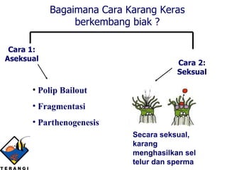 Secara seksual, karang menghasilkan sel telur dan sperma Bagaimana Cara Karang Keras berkembang biak ? Cara 1: Aseksual Cara 2: Seksual Polip Bailout Fragmentasi Parthenogenesis 
