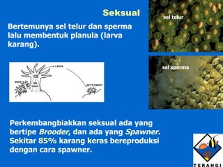 Seksual Bertemunya sel telur dan sperma lalu membentuk planula (larva karang).  Perkembangbiakkan seksual ada yang bertipe  Brooder ,  dan ada yang  Spawner. Sekitar 85%  karang keras bereproduksi dengan cara spawner. sel telur sel sperma 