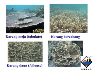 Karang bercabang Karang daun (foliouse) Karang meja (tabulate) 