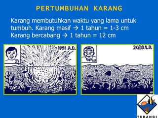 PERTUMBUHAN KARANG Karang membutuhkan waktu yang lama untuk tumbuh. Karang masif    1 tahun = 1-3 cm Karang bercabang    1 tahun = 12 cm 