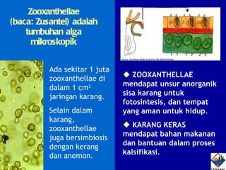 Zooxanthellae (baca: Zusantel) adalah tumbuhan alga mikroskopik Ada sekitar 1 juta zooxanthellae di dalam 1 cm 3  jaringan karang. Selain dalam karang, zooxanthellae juga bersimbiosis dengan kerang dan anemon.    ZOOXANTHELLAE mendapat unsur anorganik sisa karang untuk fotosintesis, dan tempat yang aman untuk hidup.    KARANG KERAS mendapat bahan makanan dan bantuan dalam proses kalsifikasi.  