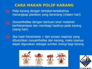 CARA MAKAN POLIP KARANG Polip karang dengan tentakel-tentakelnya menangkap plankton yang berenang (malam hari) Zooxanthellae dengan bantuan sinar matahari berfotosintesis dan membagi hasilnya pada karang (siang hari) Jika hasil fotosintesis > dari proses respirasi yang dibutuhkan zooxanthellae dan karang, maka sisanya dapat digunakan sebagai sumber energi bagi karang 