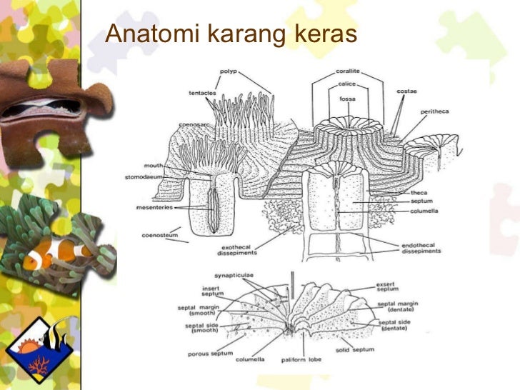 Pengenalan Genus Genus Karang Pengenalan Genus Genus Karang