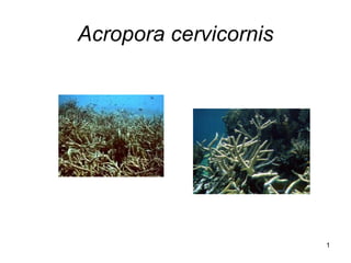 Acropora cervicornis 