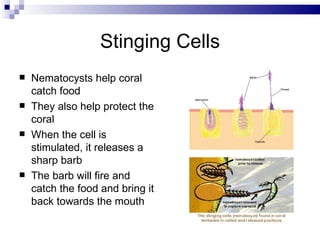Stinging Cells Nematocysts help coral catch food They also help protect the coral When the cell is stimulated, it releases a sharp barb The barb will fire and catch the food and bring it back towards the mouth 
