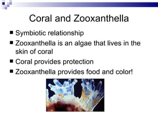 Coral and Zooxanthella Symbiotic relationship Zooxanthella is an algae that lives in the skin of coral Coral provides protection Zooxanthella provides food and color! 