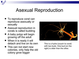 Asexual Reproduction To reproduce coral can reproduce asexually or sexually Asexual reproduction in corals is called budding A baby polyp will begin growing off the adult When it is ready it will detach and live on its own This can not start new colonies, only help the old colony grow bigger This is a hydra (cousin to coral) with two buds. One bud (on the right) is older than the other. 