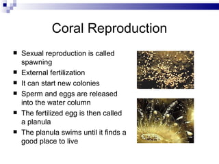 Coral Reproduction Sexual reproduction is called spawning External fertilization It can start new colonies Sperm and eggs are released into the water column The fertilized egg is then called a planula The planula swims until it finds a good place to live 