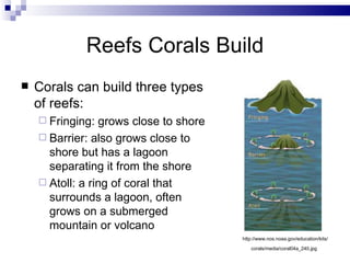Reefs Corals Build Corals can build three types of reefs: Fringing: grows close to shore Barrier: also grows close to shore but has a lagoon separating it from the shore Atoll: a ring of coral that surrounds a lagoon, often grows on a submerged mountain or volcano http://www.nos.noaa.gov/education/kits/ corals/media/coral04a_240.jpg   
