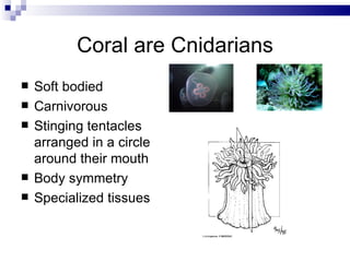 Coral are Cnidarians Soft bodied Carnivorous Stinging tentacles arranged in a circle around their mouth Body symmetry Specialized tissues 