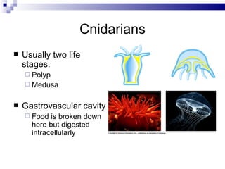 Cnidarians Usually two life stages: Polyp Medusa Gastrovascular cavity Food is broken down here but digested intracellularly 