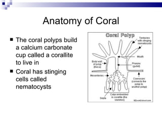 Anatomy of Coral The coral polyps build a calcium carbonate cup called a corallite to live in Coral has stinging cells called nematocysts 