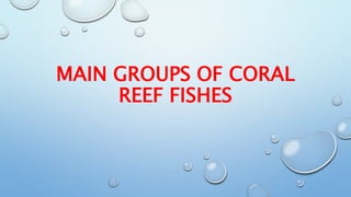MAIN GROUPS OF CORAL
REEF FISHES
 