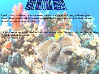 Coral Reef Presantation