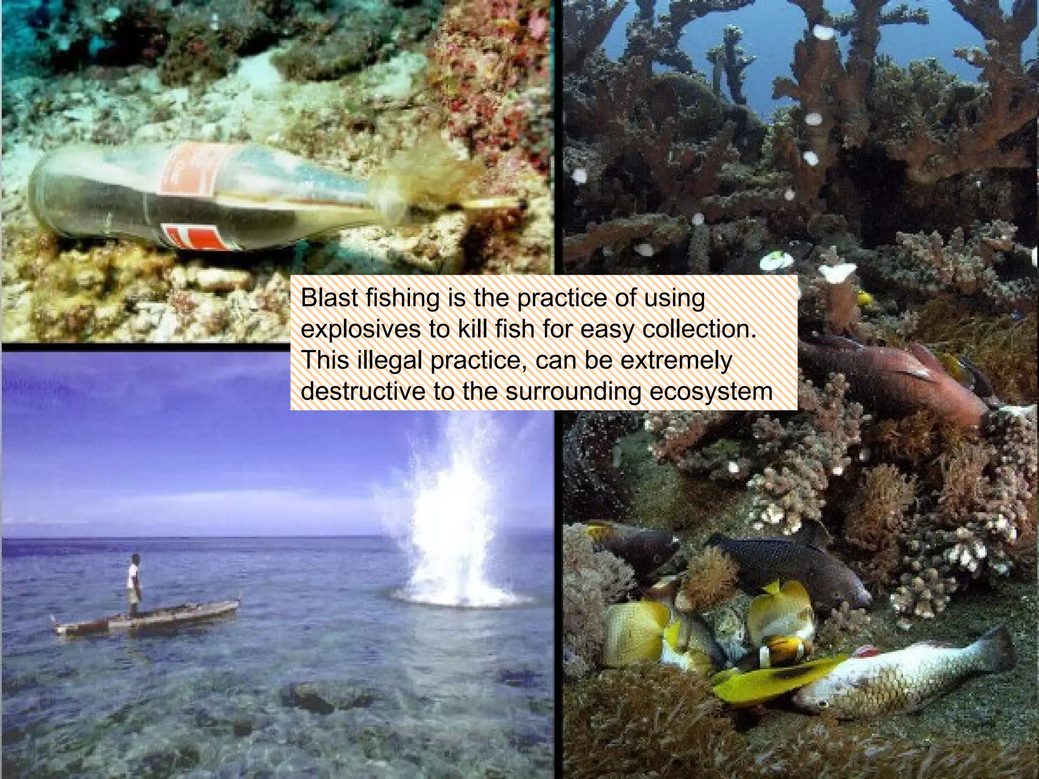 Blast fishing is the practice of using explosives to kill fish for easy collection. This illegal practice, can be extremely destructive to the surrounding ecosystem 