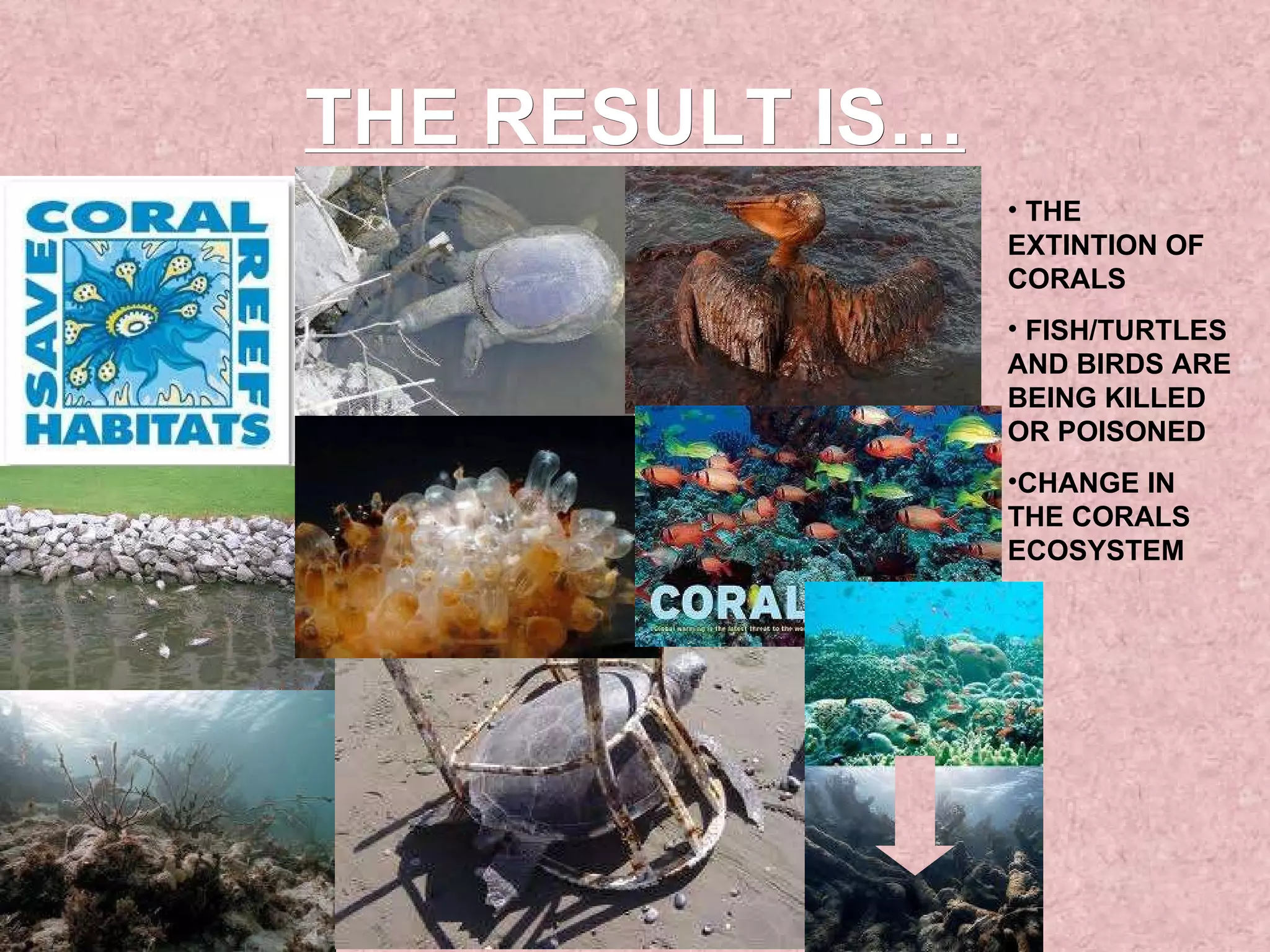 THE RESULT IS… THE EXTINTION OF CORALS FISH/TURTLES AND BIRDS ARE BEING KILLED OR POISONED CHANGE IN THE CORALS ECOSYSTEM 