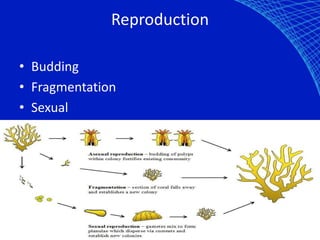 Reproduction

• Budding
• Fragmentation
• Sexual
 