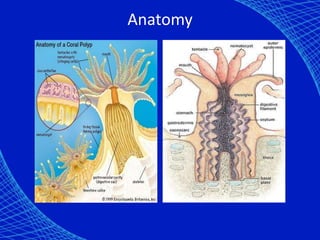 Anatomy
 