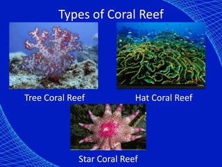 Types of Coral Reef




Tree Coral Reef            Hat Coral Reef




             Star Coral Reef
 