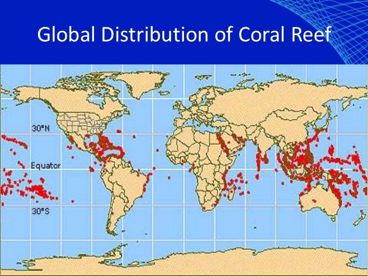 Coral reef presentation