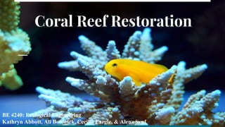 Coral Reef Restoration
BE 4240: Ecological Engineering
Kathryn Abbott, Ali Bostwick, Cecilia Eargle, & Alena Senf
 