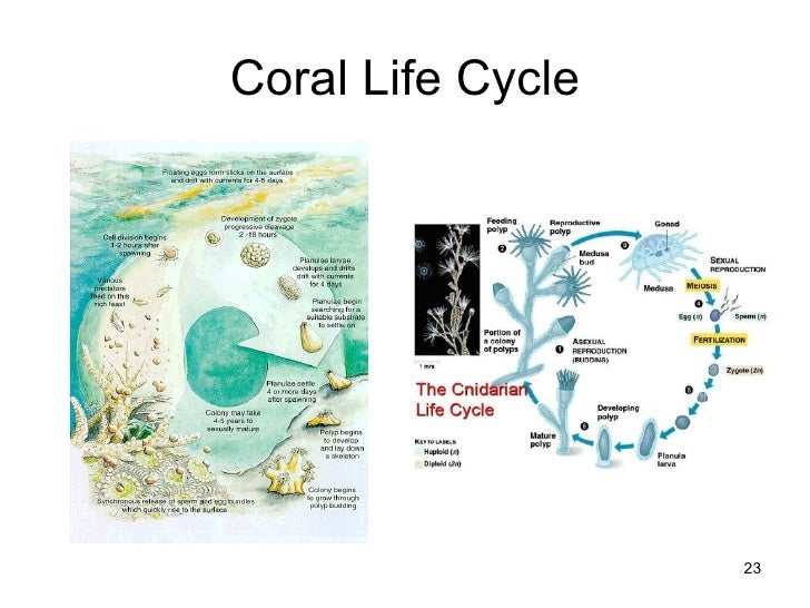 Coral Reefs