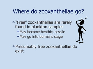 Where do zooxanthellae go? “ Free” zooxanthellae are rarely found in plankton samples May become benthic, sessile May go into dormant stage Presumably free zooxanthellae do exist 