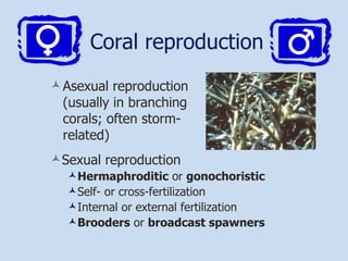 Coral reproduction Asexual reproduction (usually in branching corals; often storm-related) Sexual reproduction Hermaphroditic  or  gonochoristic Self- or cross-fertilization Internal or external fertilization Brooders  or  broadcast spawners 