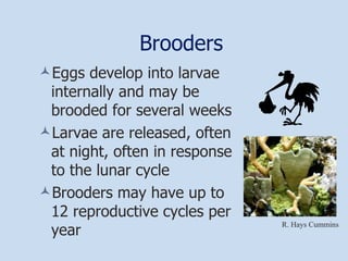 Brooders Eggs develop into larvae internally and may be brooded for several weeks Larvae are released, often at night, often in response to the lunar cycle Brooders may have up to 12 reproductive cycles per year R. Hays Cummins 