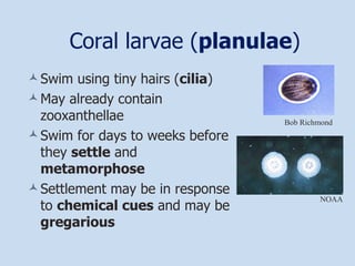 Coral larvae ( planulae ) Swim using tiny hairs ( cilia ) May already contain zooxanthellae Swim for days to weeks before they  settle  and  metamorphose Settlement may be in response to  chemical cues  and may be  gregarious Bob Richmond NOAA 