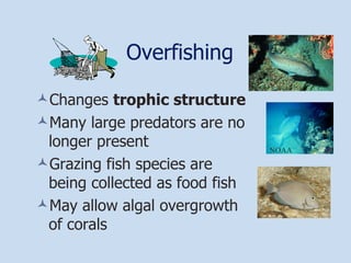 Overfishing Changes  trophic structure Many large predators are no longer present Grazing fish species are being collected as food fish May allow algal overgrowth of corals NOAA 