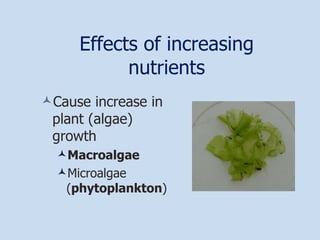 Effects of increasing nutrients Cause increase in plant (algae) growth Macroalgae Microalgae ( phytoplankton ) 