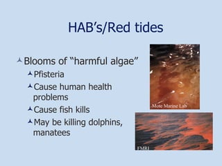 HAB’s/Red tides Blooms of “harmful algae” Pfisteria Cause human health problems Cause fish kills May be killing dolphins, manatees FMRI Mote Marine   Lab 