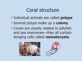 Coral structure Individual animals are called  polyps Several polyps make up a  colony Corals are closely related to jellyfish and sea anemones—they all contain stinging cells called  nematocysts . 
