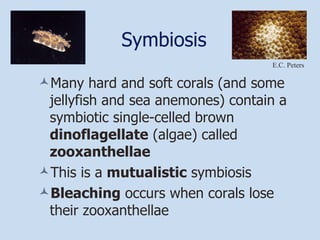 Symbiosis Many hard and soft corals (and some jellyfish and sea anemones) contain a symbiotic single-celled brown  dinoflagellate  (algae) called  zooxanthellae This is a  mutualistic  symbiosis Bleaching  occurs when corals lose their zooxanthellae E.C. Peters 