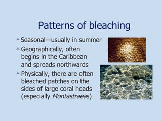 Patterns of bleaching Geographically, often begins in the Caribbean and spreads northwards Physically, there are often bleached patches on the sides of large coral heads (especially  Montastraea s) Seasonal—usually in summer 