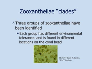 Zooxanthellae “clades” Three groups of zooxanthellae have been identified Each group has different environmental tolerances and is found in different locations on the coral head Photo by Scott R. Santos, SUNY Buffalo 