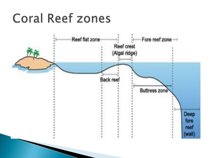 Coral reefs